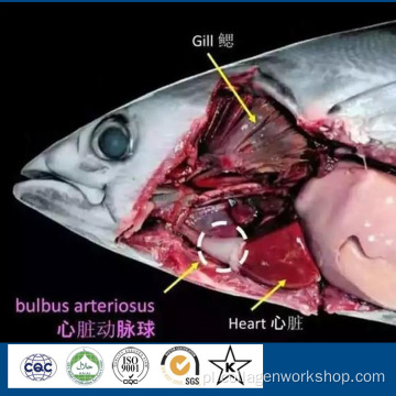 Halal Naturalny proszek peptydowy elastyny ​​z tuńczyka